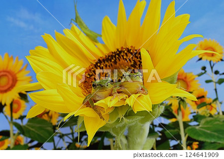 Kero's Summer Vacation Kero's Summer Vacation 124641909