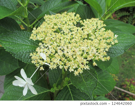 盛開的繡球花 124642060