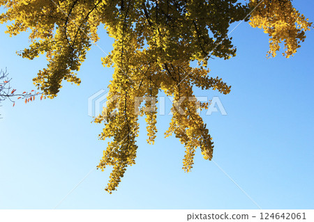 從下面看黃色的銀杏樹 124642061