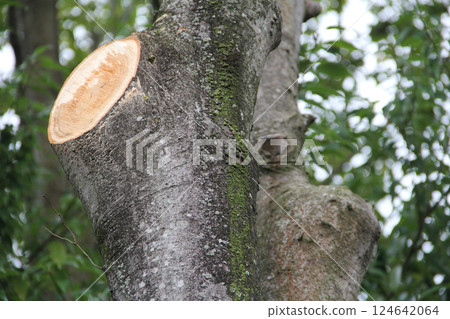 A tree trunk with one visible annual ring A tree trunk with one visible annual ring 124642064