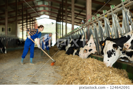 Adult woman sweeping hay in cowshed Adult woman sweeping hay in cowshed 124642091