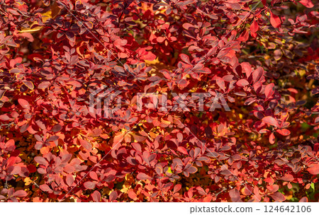 red autumn leaves nature background of barberry 124642106