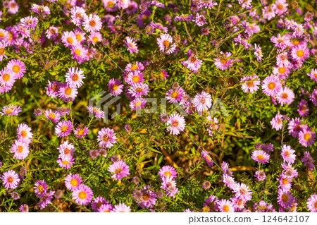 daisy flowers floral background. flowering nature beauty daisy flowers floral background. flowering nature beauty 124642107