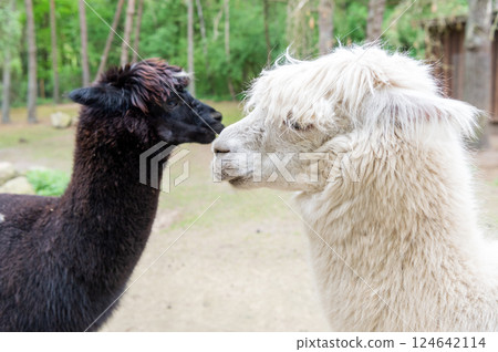 Black and white llamas lama glamas natural background Black and white llamas lama glamas natural background 124642114
