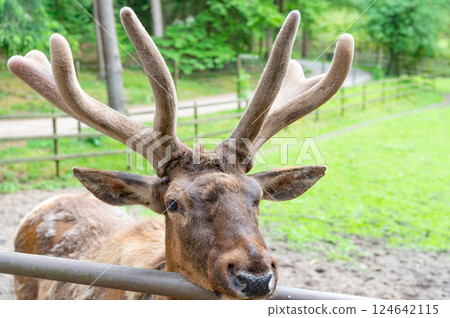 Antlered male deer species natural background Antlered male deer species natural background 124642115