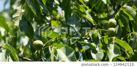 Green walnuts ripening on walnut tree branches with pinnate leaves natural background Green walnuts ripening on walnut tree branches with pinnate leaves natural background 124642118
