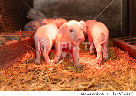 Enjoy the sight of playful piglets happily frolicking around in a cozy barn setting 124642187