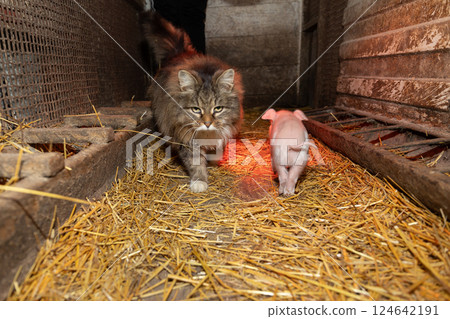 domestic cat and piglet together in the barn 124642191