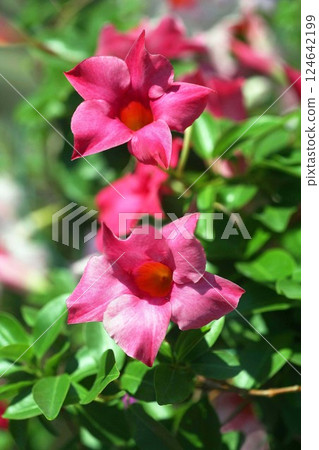 滿地紅紅花 滿地紅紅花 124642199