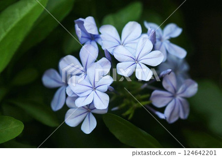 涼爽的藍色花朵綻放 124642201