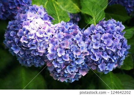 繡球花開始變色 124642202