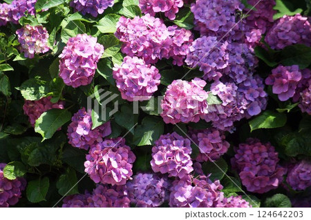 繡球花在清晨的陽光下綻放 繡球花在清晨的陽光下綻放 124642203