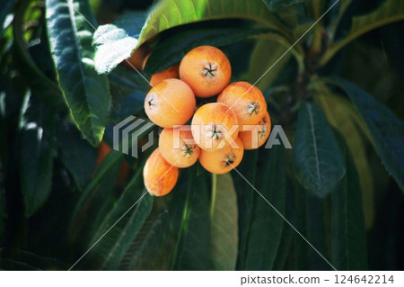 Delicious loquats 124642214