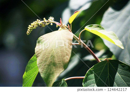 野花：雅布茂花開 124642217