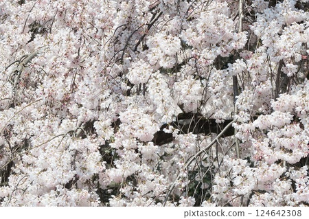 Yoshino cherry tree in full bloom 124642308