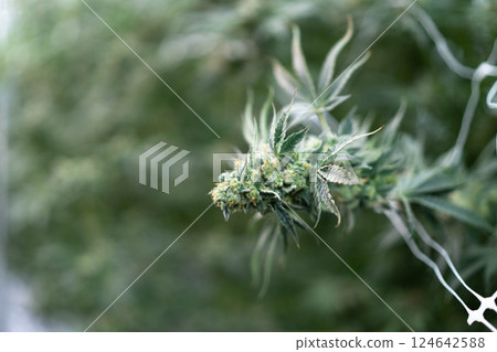 Close-up of lush, trimmed cannabis buds ready for harvest in a thriving agricultural environment. 124642588