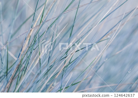 Soft focus ornamental grass Blue Fescue Festuca glauca with water drop. Blurred background Soft focus ornamental grass Blue Fescue Festuca glauca with water drop. Blurred background 124642637