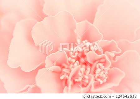 Close up beautiful pink flower petals. Floral background. High quality photo Close up beautiful pink flower petals. Floral background. High quality photo 124642638