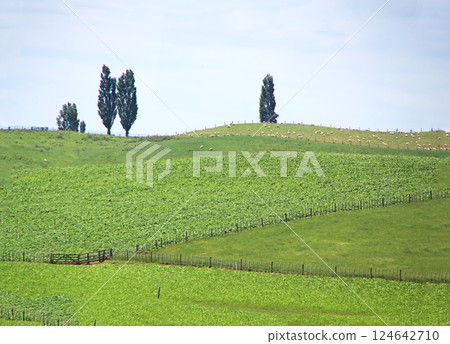 站在山上的樹木 124642710