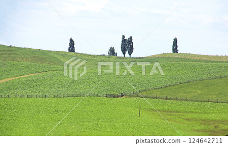 站在山上的樹木 124642711