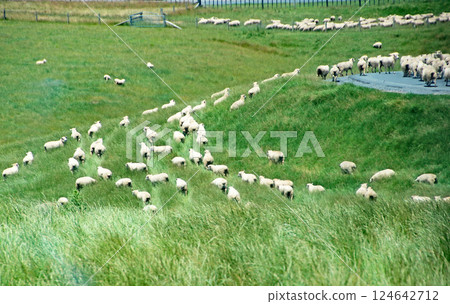 一群羊在移動 124642712