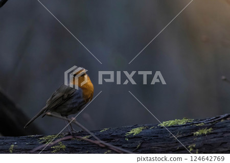 Robin bird on branch in the wild 124642769