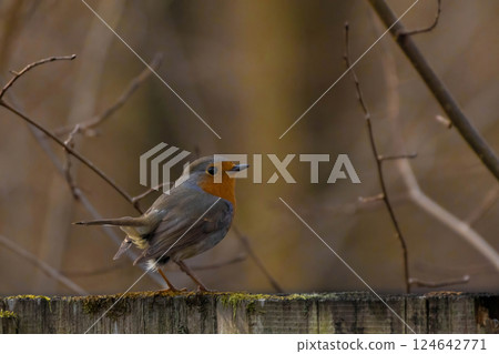 Robin redbreast (Erithacus rubecula) is small brownish Robin redbreast (Erithacus rubecula) is small brownish 124642771