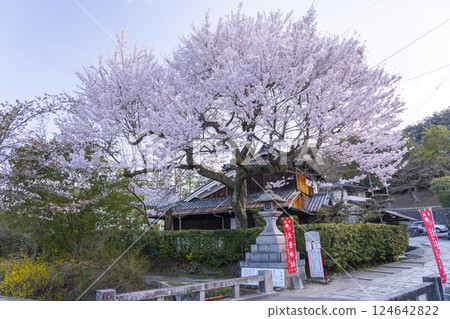 Cherry blossoms on Shimozakuradani Bridge leading to Otoyo Shrine Cherry blossoms on Shimozakuradani Bridge leading to Otoyo Shrine 124642822