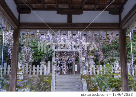 Otoyo Shrine, main hall, weeping cherry blossoms and red plum blossoms in full bloom 124642828