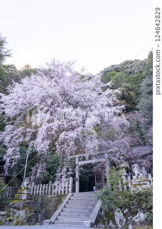 大豐神社正殿，垂枝櫻花和紅梅盛開 124642829