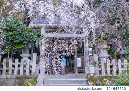 Otoyo Shrine, main hall, weeping cherry blossoms and red plum blossoms in full bloom Otoyo Shrine, main hall, weeping cherry blossoms and red plum blossoms in full bloom 124642830