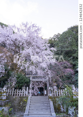 大豐神社正殿，垂枝櫻花和紅梅盛開 124642832
