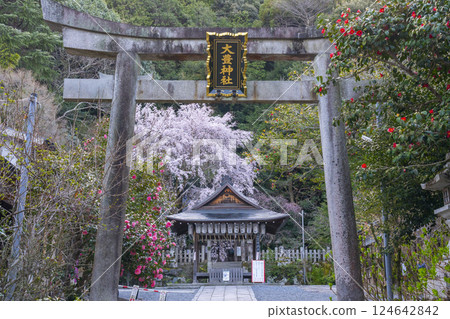 大豐神社、大鳥居和拜殿、盛開的垂枝櫻花、垂枝紅梅和山茶花 124642842