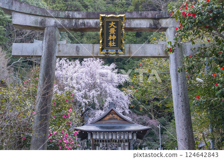 大豐神社、大鳥居和拜殿、盛開的垂枝櫻花、垂枝紅梅和山茶花 124642843