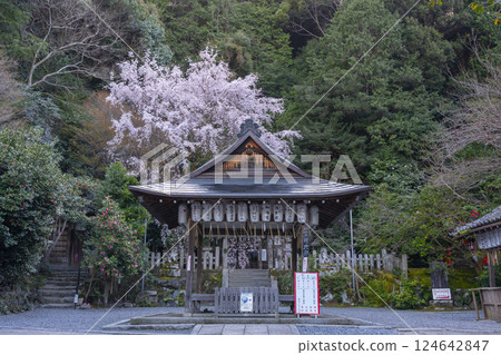 Ootoyo Shrine, worship hall, weeping cherry blossoms and red plum blossoms in full bloom 124642847