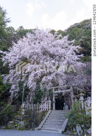 Otoyo Shrine, main hall, weeping cherry blossoms and red plum blossoms in full bloom Otoyo Shrine, main hall, weeping cherry blossoms and red plum blossoms in full bloom 124642850