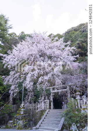 大豐神社正殿,垂枝櫻花和紅梅盛開 大豐神社正殿,垂枝櫻花和紅梅盛開 124642851
