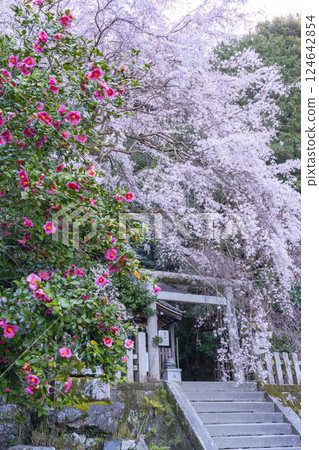 Otoyo Shrine Main Hall: Full-bloomed weeping cherry blossoms, weeping red plum blossoms and camellias Otoyo Shrine Main Hall: Full-bloomed weeping cherry blossoms, weeping red plum blossoms and camellias 124642854