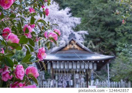大豐神社、參拜殿、盛開的垂枝櫻花和山茶花 124642857