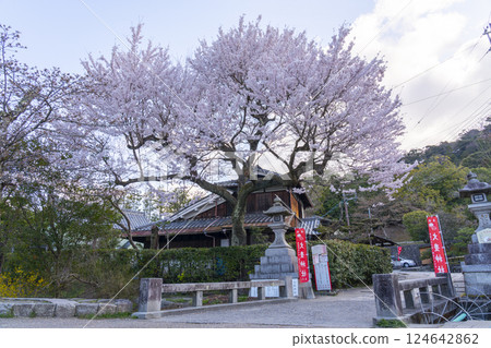 Cherry blossoms on Shimozakuradani Bridge leading to Otoyo Shrine 124642862