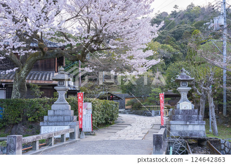 Cherry blossoms on Shimozakuradani Bridge leading to Otoyo Shrine Cherry blossoms on Shimozakuradani Bridge leading to Otoyo Shrine 124642863