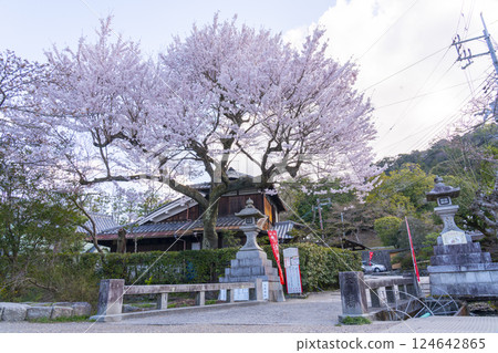 通往大豐神社的下櫻谷橋上的櫻花 通往大豐神社的下櫻谷橋上的櫻花 124642865