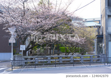 Cherry blossoms near Miyanomaebashi Bridge, Kyoto 124642870