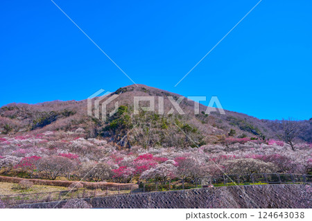 神奈川縣湯河原市幕山公園的湯河原梅林和幕山的春天 124643038