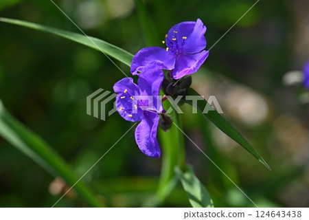 紫色的花瓣讓人心曠神怡 紫色的花瓣讓人心曠神怡 124643438