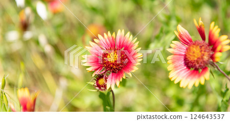 gaillardia pulchella flower or firewheel. nature gaillardia concept. flowering firewheel plant in nature. firewheel flower plant outdoor. copy space 124643537