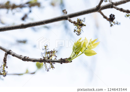 spring leaf symbol of ecology and environment. natural environment. ecology of nature. environment and ecology. spring leaf bud in nature. sprout grow in spring spring leaf symbol of ecology and environment. natural environment. ecology of nature. environment and ecology. spring leaf bud in nature. sprout grow in spring 124643544