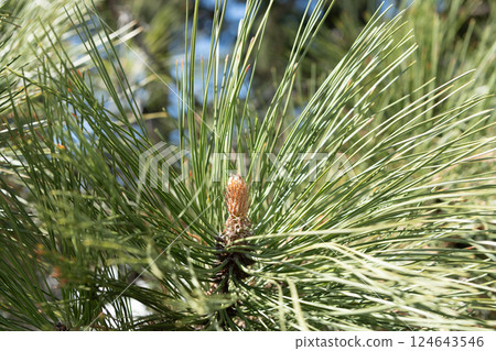 pine cone of fir tree. spruce of fir tree in nature. pinecone or pine cone macro photography. pine pollen of evergreen fir. coniferous nature 124643546