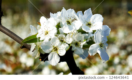 白梨花 124643641