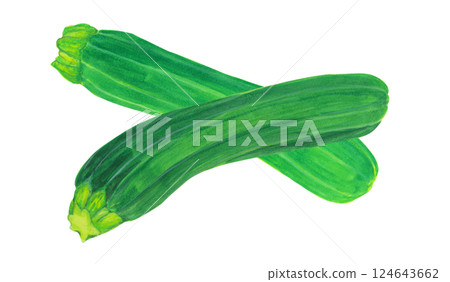 用水彩畫的西葫蘆插圖 124643662